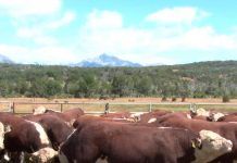 Entre paréntesis: Una corrida de toros en la Patagonia