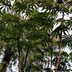 IMG_20200117_071908
