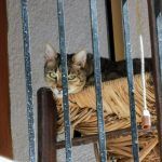 IMG_20200803_134306
