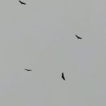 IMG_20200811_124045