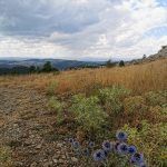IMG_20200812_134105